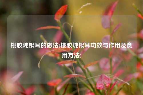 桃胶炖银耳的做法(桃胶炖银耳功效与作用及食用方法)